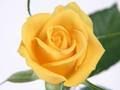 Jogo Rosas Amarelas  online