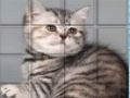 Jogo Gato Pic Pu  online