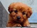 Jogo Cachorro quebra-cabeça  online