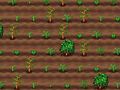Jogo Preparador de chá  online