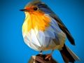 Jogo Quebra-cabeças Poly Birds  online