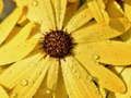Jogo Quebra-cabeça de gotas de chuva de pétalas de flores  online