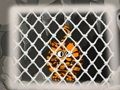 Jogo Fuga do Tigre 1  online