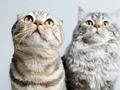 Jogo Quebra-cabeça de gatos fofos  online