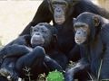 Jogo Fuga engraçada da selva do chimpanzé  online