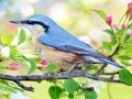 Jogo Aves escondidas  online
