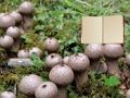 Jogo Escape terrestre de cogumelos de Lycoperdon online