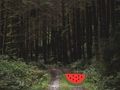Jogo Fuga dos Cervos da Floresta Densa  online