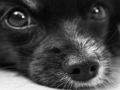 Jogo Cachorro Jigsaw  online