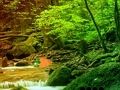 Jogo Fuga pacífica da floresta do arco-íris  online