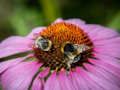 Jogo Quebra-cabeça Coneflower Roxo  online