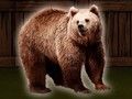 Jogo Salve o Urso Pardo  online