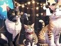 Jogo Quebra-cabeça: Gato Cantor  online