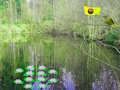 Jogo Aventura na Floresta à Luz Solar  online