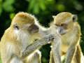Jogo Macaco quebra-cabeça  online