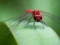 Jogo Quebra-cabeça de mosca de dragão  online