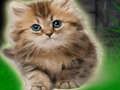 Jogo Fuga de gatinhos de casal  online