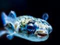 Jogo Quebra-cabeça de peixe baiacu  online