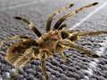 Jogo Diferença escondida de aranha  online