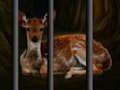 Jogo Resgate de Animais Selvagens  online