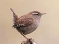 Jogo Birdlingo online
