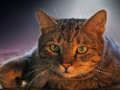Jogo Quebra-cabeça para animais de estimação  online