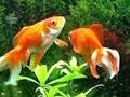 Jogo Fuga de peixe azul  online