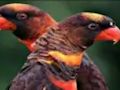 Jogo Quebra-cabeça Papagaio Laranja  online
