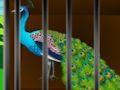 Jogo Liberte a beleza enjaulada  online