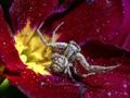 Jogo Quebra-cabeça de aranha caranguejo  online