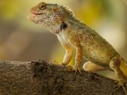 Jogo Quebra-cabeça de jardim de lagarto  online