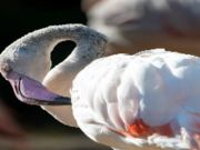 Jogo Quebra-cabeça de pássaro flamingo  online