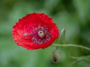 Jogo Poppy Nature Flower Jigsaw  online