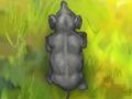 Jogo Elefante inteligente  online