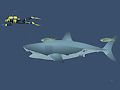 Jogo Mad Shark online Jogo Mad Shark online