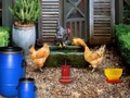 Jogo Avicultura Farm Easter Escape  online