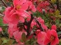 Jogo Flores da primavera: objetos escondidos  online