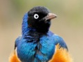 Jogo Animal Puzzle: Vida Selvagem e Lógica  online