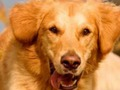 Jogo Dog Spot A Diferença  online