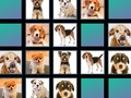 Jogo Memória animal  online