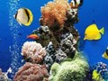 Jogo Diferença subaquática do mar  online