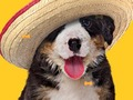 Jogo Cachorro Engraçado: Ossos Escondidos  online