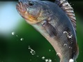 Jogo Lago Verde  online