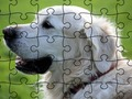 Jogo Quebra-cabeça de animais domesticados  online