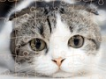 Jogo Tempo do enigma dos gatos  online
