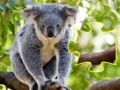 Jogo Animal de Jigsaw Jam online
