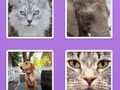 Jogo Animais de controle deslizante de imagens  online