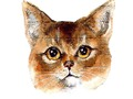 Jogo Desafio Abyssinian do enigma  online