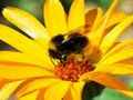 Jogo Foto Quiz  online