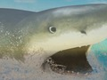 Jogo La Shark online
